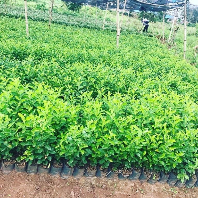 Tree planting2